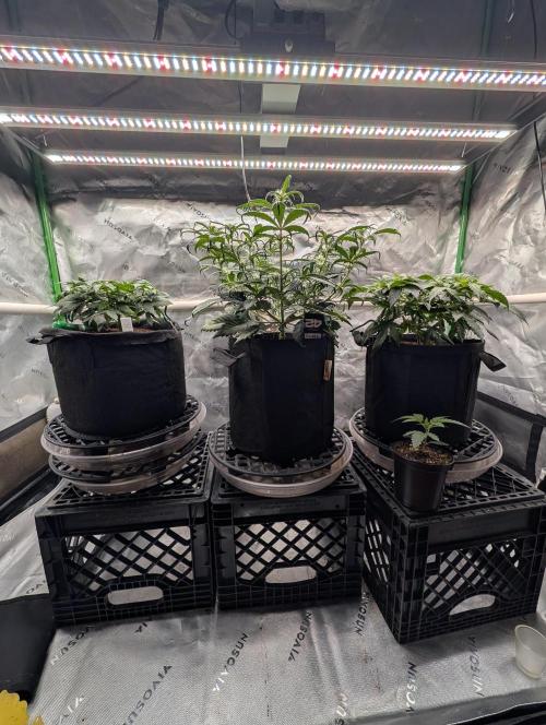 Buster of Lungs. Week 6