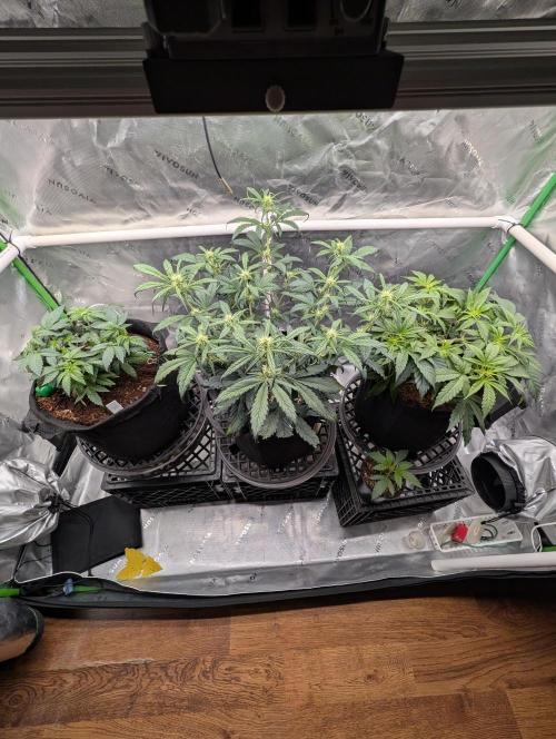 Buster of Lungs. Week 6