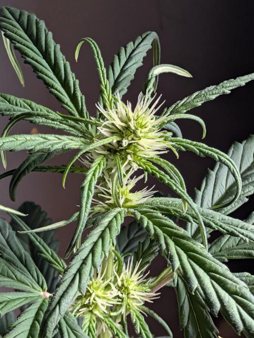 Guava Runtz Auto. Week 6