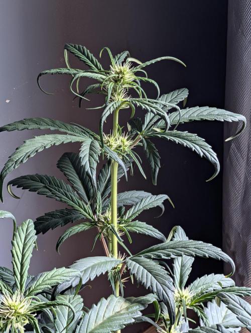 Guava Runtz Auto. Week 6