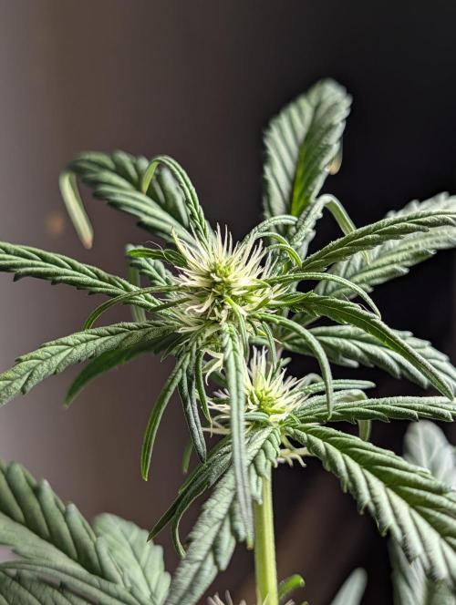 Guava Runtz Auto. Week 6