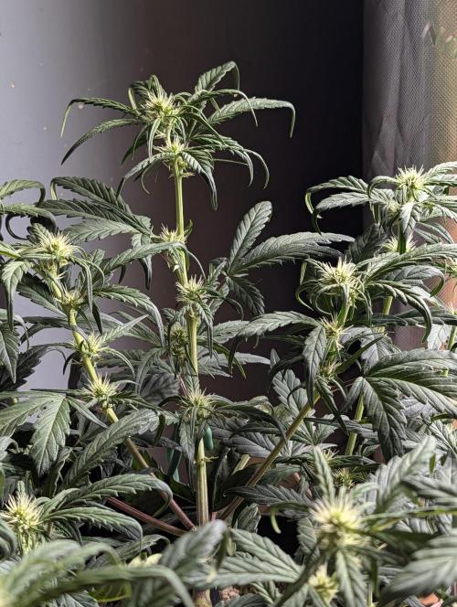 Guava Runtz Auto. Week 6