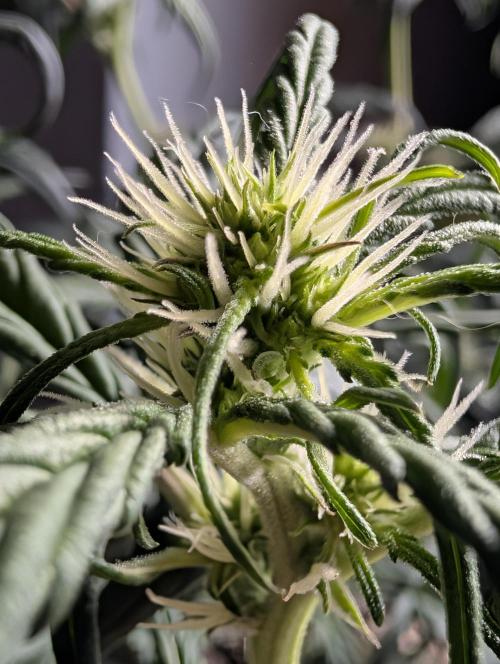 Guava Runtz Auto. Week 6