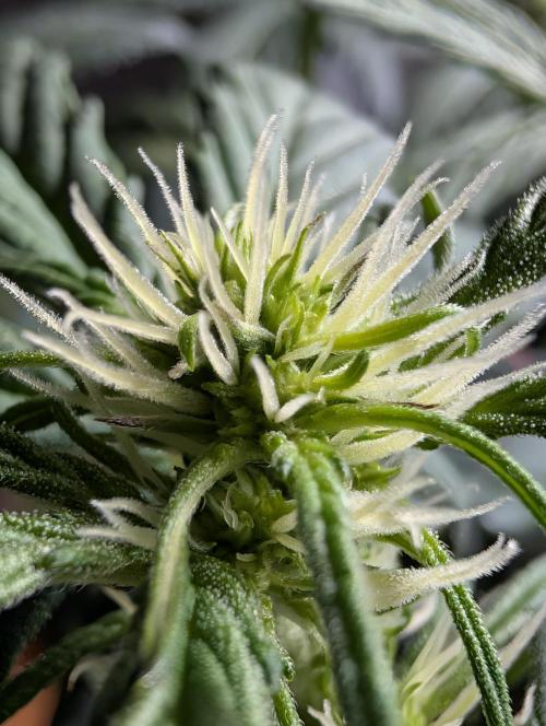 Guava Runtz Auto. Week 6