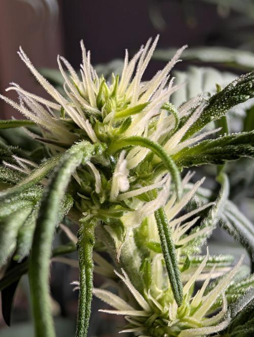 Guava Runtz Auto. Week 6