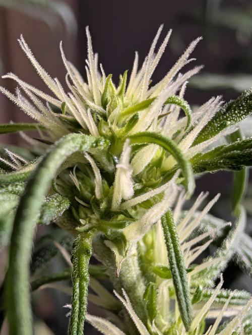 Guava Runtz Auto. Week 6