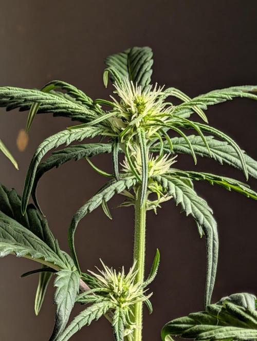 Guava Runtz Auto. Week 6