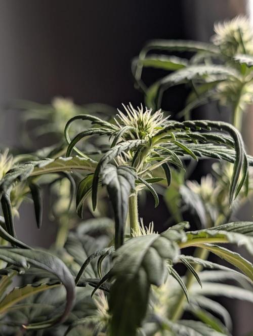 Guava Runtz Auto. Week 6