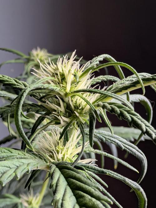 Guava Runtz Auto. Week 6