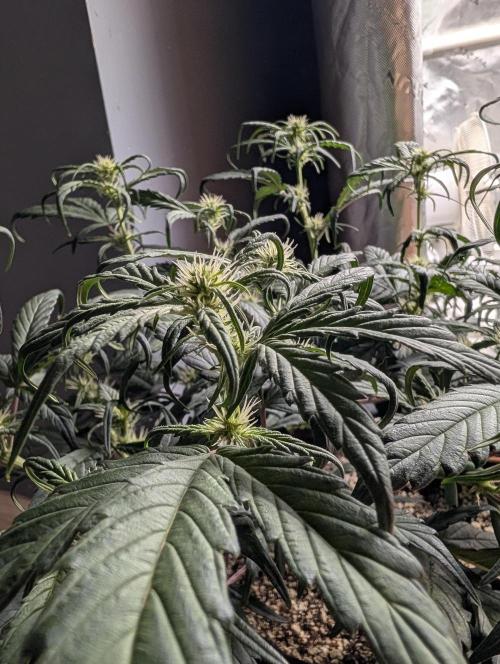 Guava Runtz Auto. Week 6