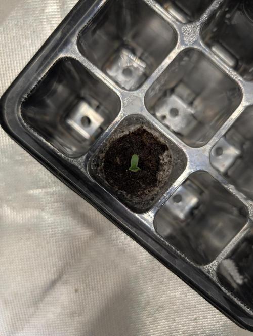 Litty Bag seed. Week 1