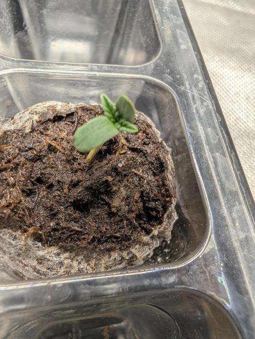 Litty Bag seed. Week 1