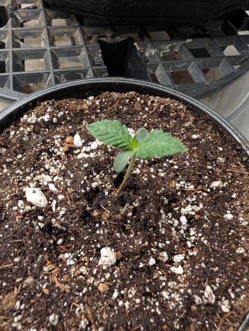 Litty Bag seed. Week 1