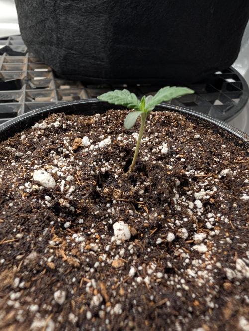 Litty Bag seed. Week 1