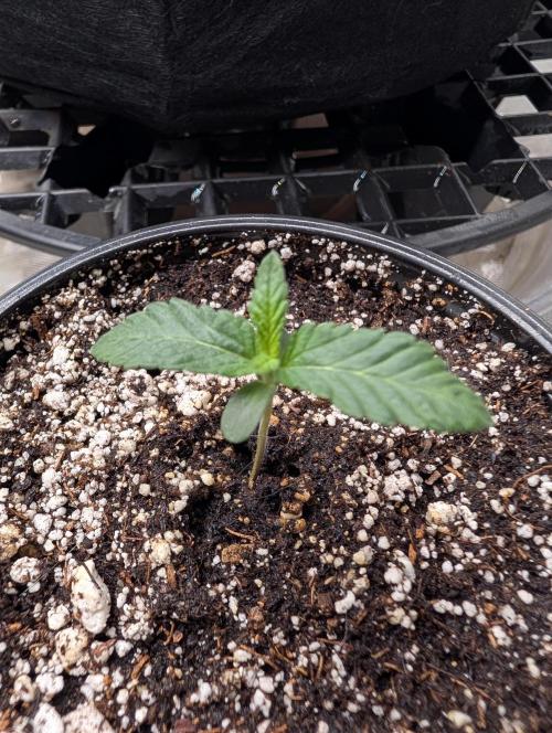 Litty Bag seed. Week 1