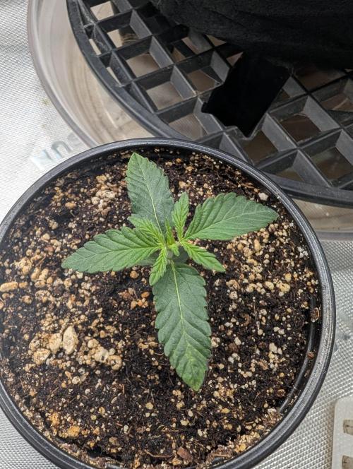 Litty Bag seed. Week 1