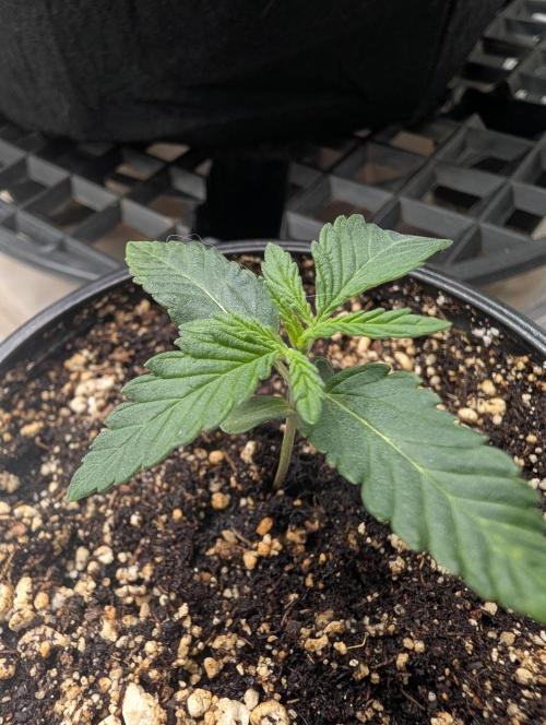 Litty Bag seed. Week 1