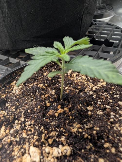 Litty Bag seed. Week 1