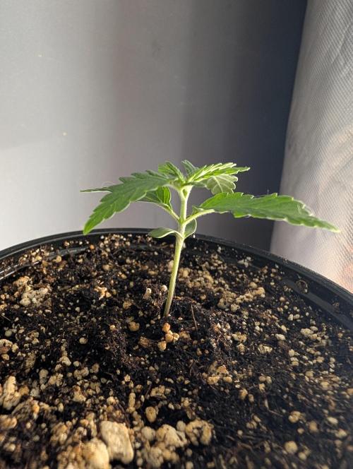Litty Bag seed. Week 1