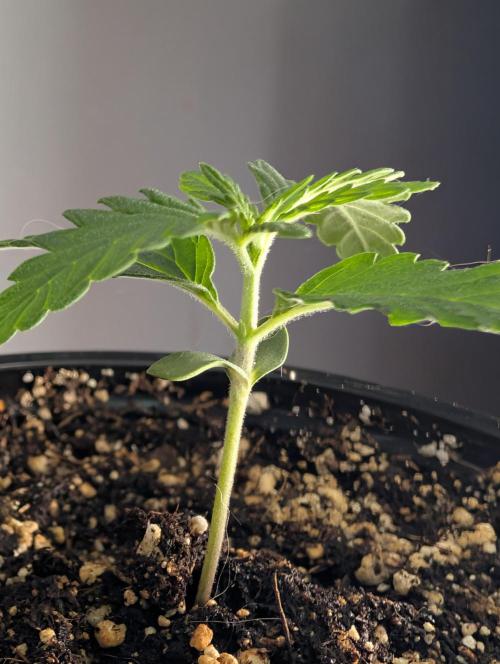 Serbet Bag seed. Week 1
