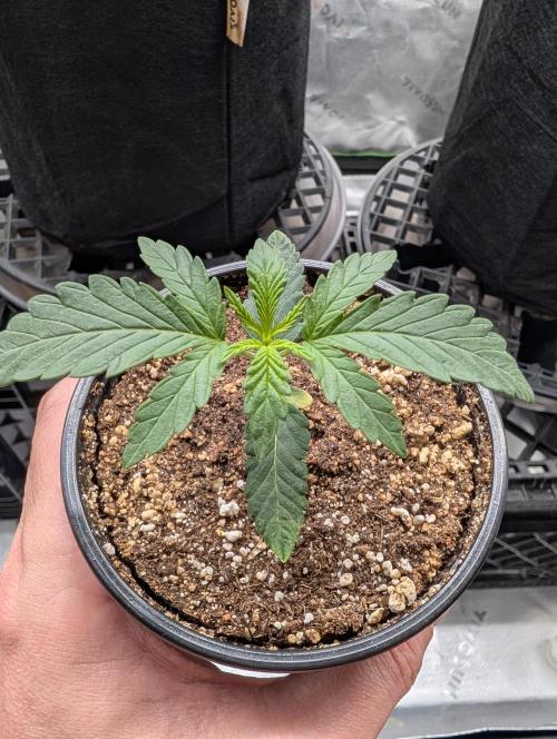 Litty Bag seed. Week 3