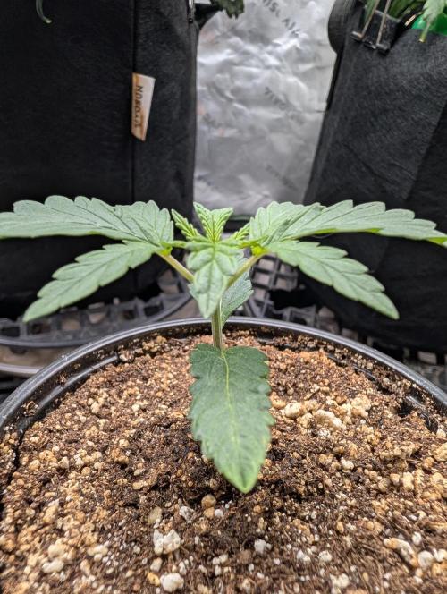 Litty Bag seed. Week 3