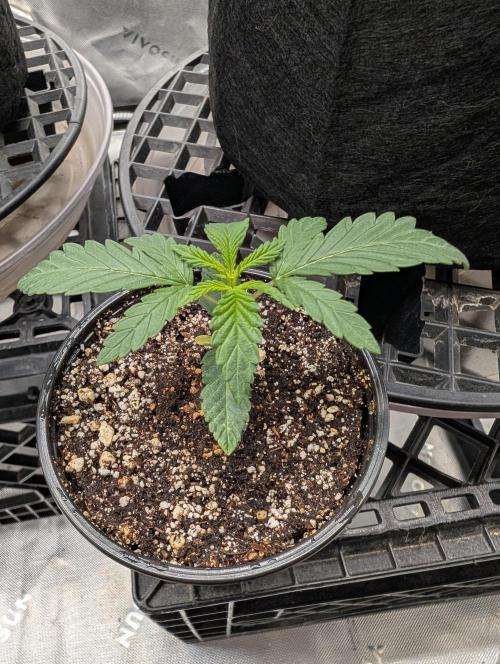 Litty Bag seed. Week 3
