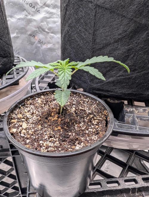 Litty Bag seed. Week 3