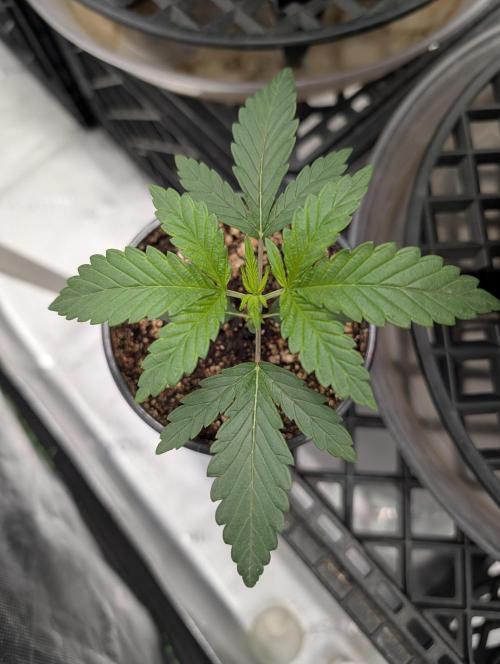 Litty Bag seed. Week 3