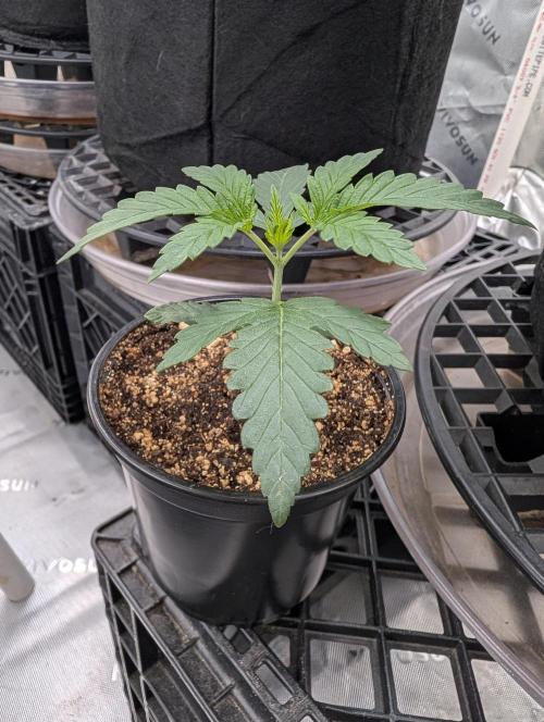 Litty Bag seed. Week 3