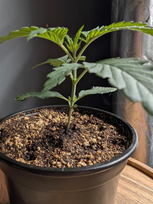 Litty Bag seed. Week 3