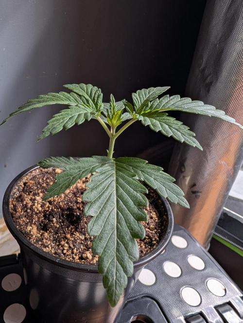 Litty Bag seed. Week 3