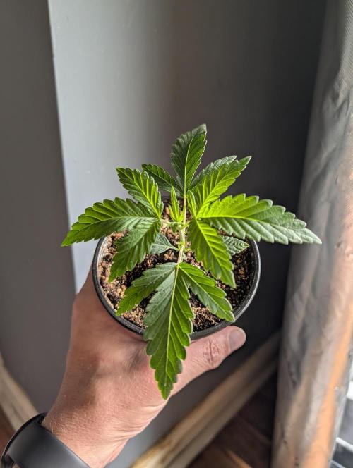 Litty Bag seed. Week 3