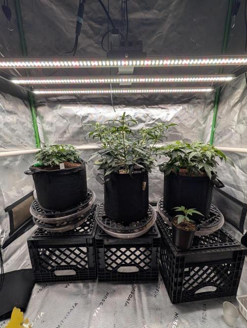Serbet Bag seed. Week 3