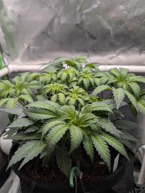 Buster of Lungs. Week 7