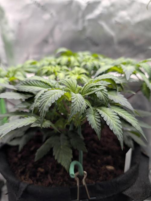 Buster of Lungs. Week 7