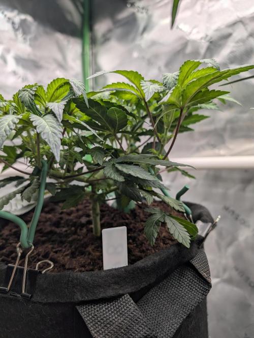 Buster of Lungs. Week 7
