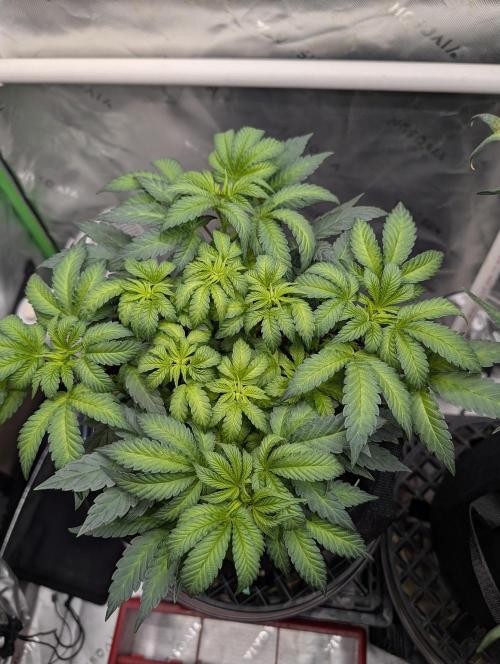 Buster of Lungs. Week 7