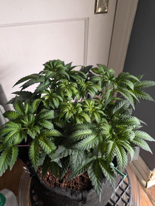 Buster of Lungs. Week 7
