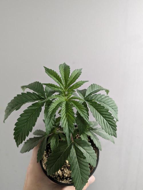 Litty Bag seed. Week 4