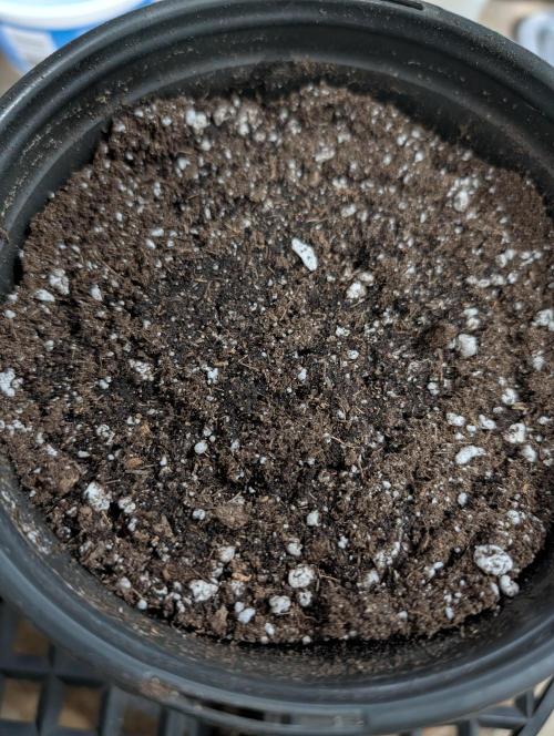 Litty Bag seed. Week 4