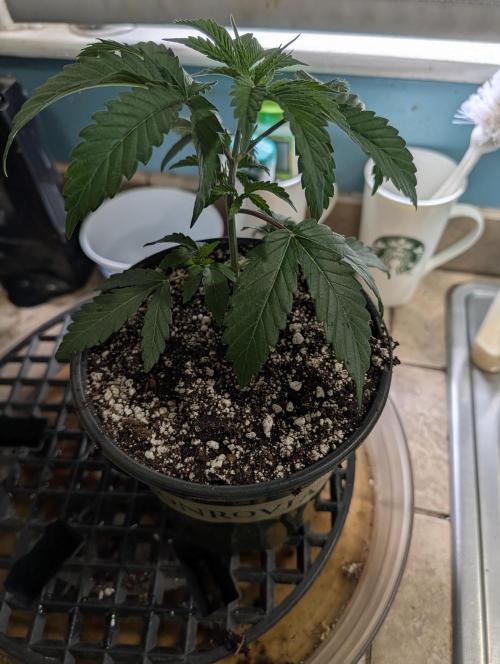 Litty Bag seed. Week 4