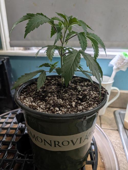 Litty Bag seed. Week 4