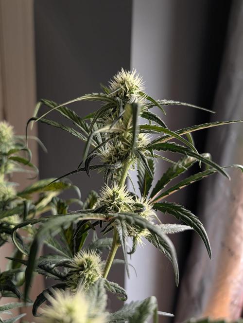 Guava Runtz Auto. Week 7