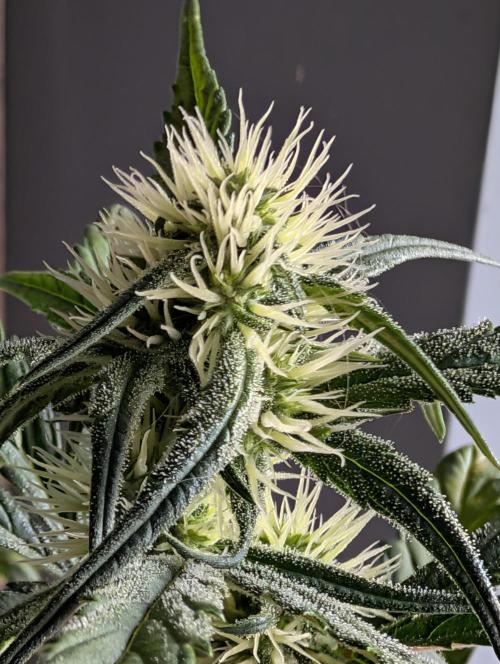 Guava Runtz Auto. Week 7