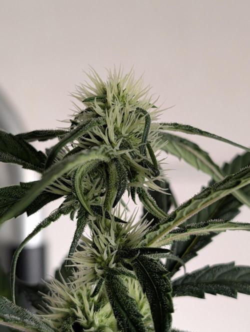 Guava Runtz Auto. Week 7