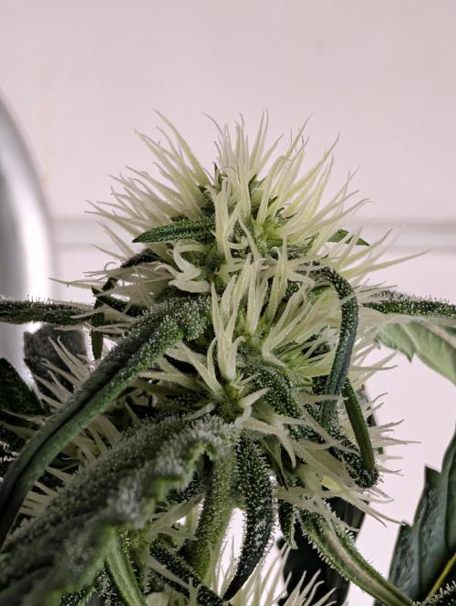 Guava Runtz Auto. Week 7