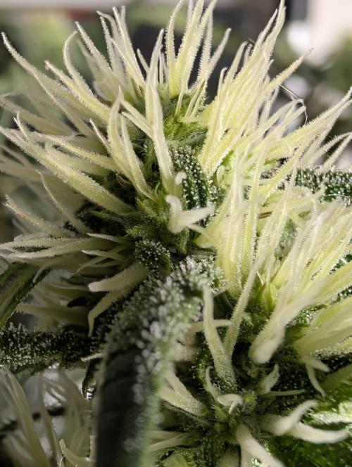 Guava Runtz Auto. Week 7
