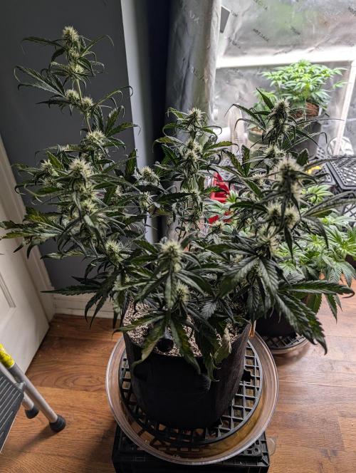 Guava Runtz Auto. Week 7