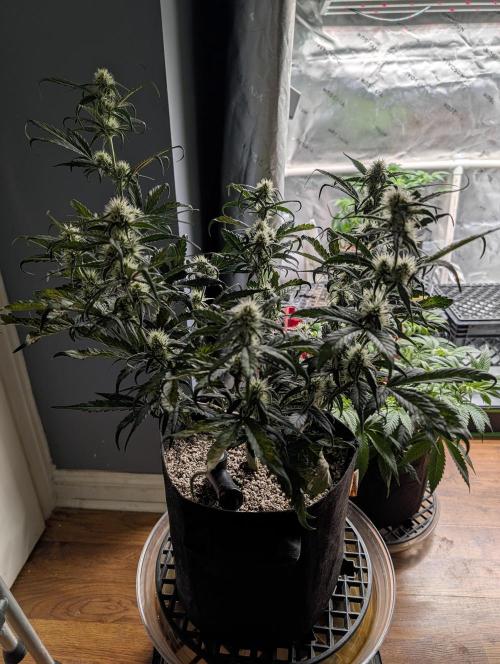Guava Runtz Auto. Week 7